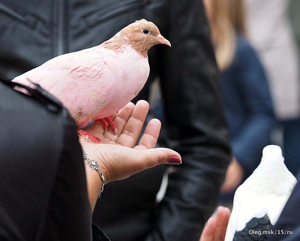 голубка - Олег Лукьянов