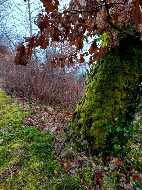 Старый дуб - Сергей Порфирьев