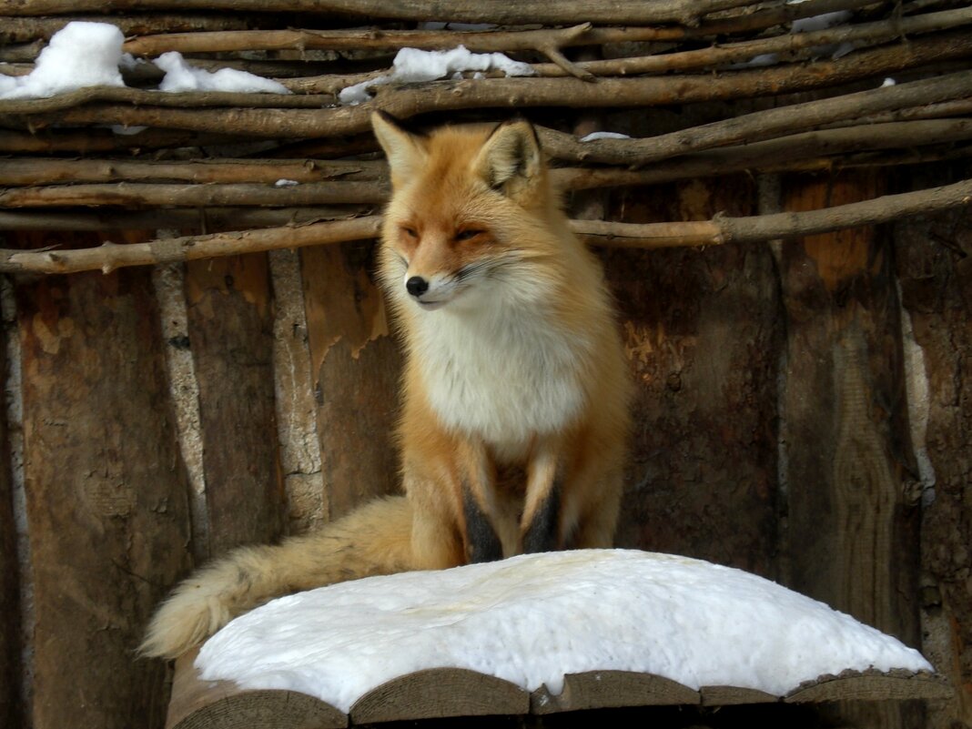 Лисица - Savayr 