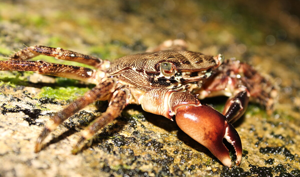 вечерний гость... - Александр Герасенков
