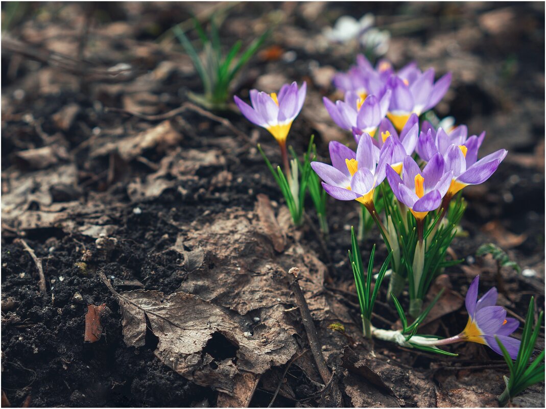 Цвет марта - Сергей В