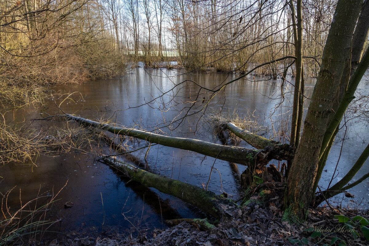 У упавших деревьев... - Николай Гирш У упавших деревьев... - Николай Гирш