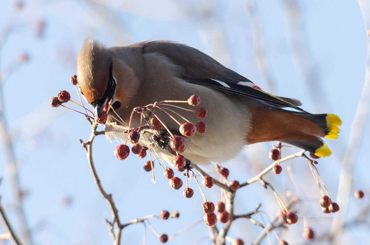 Вкусные яблочки - Виктор Иванович Чернюк