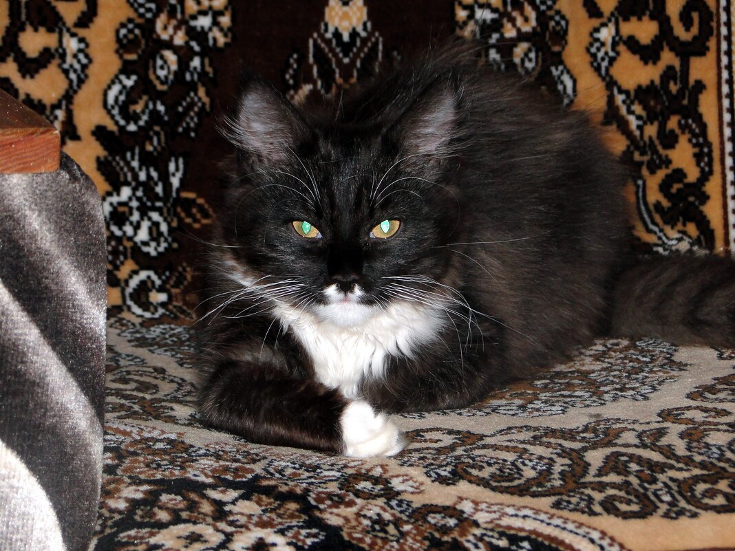 кеша - Наталья Штанулина