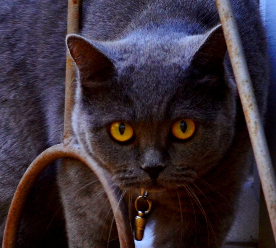 Насторожен - Savayr 