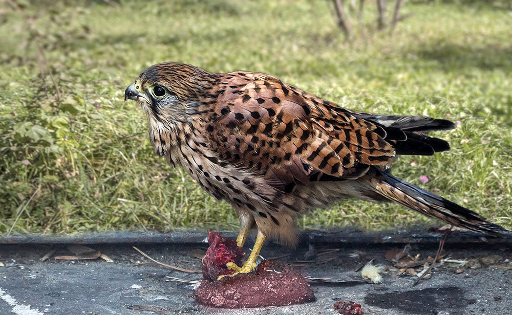 Пустельга - SanSan 