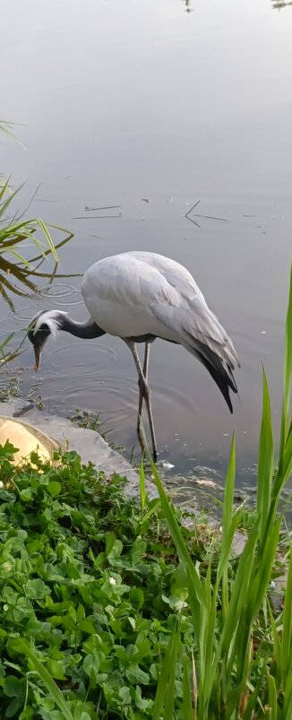 журавль - Галина R...