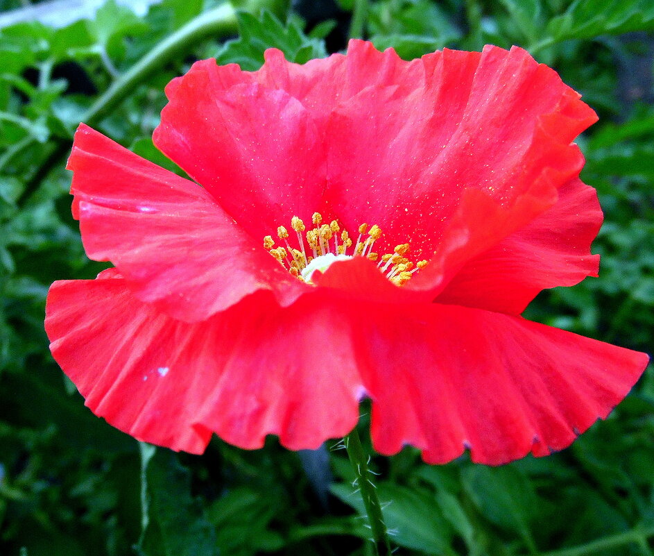 Маков цвет. - nadyasilyuk Вознюк