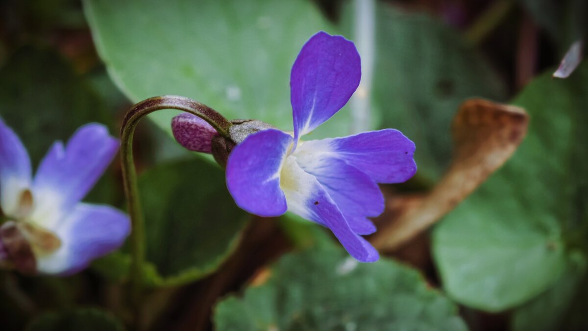 Уже расцвели фиалки - Мариша Тим