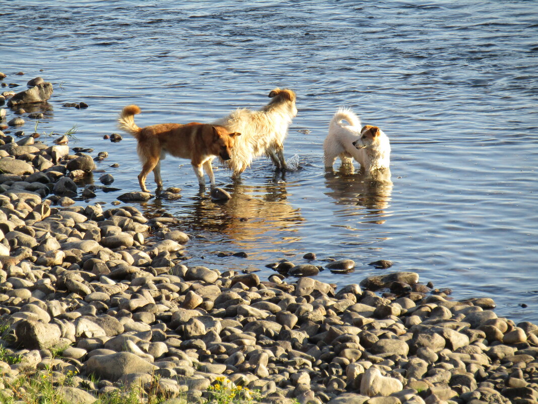 Тройка смелых - Galaelina ***