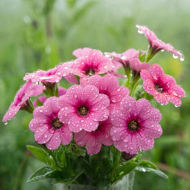 цветы - МАРИЯ ПОПОВА