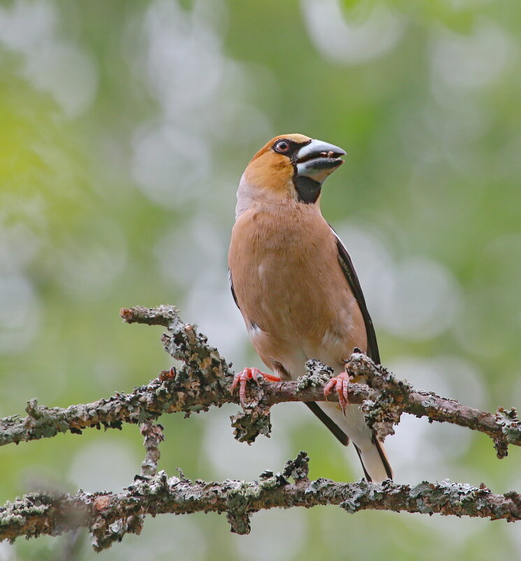 в лесу - Andrey Bragin 
