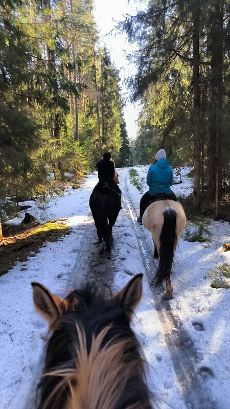 Март в лесу. - Ольга Март в лесу. - Ольга