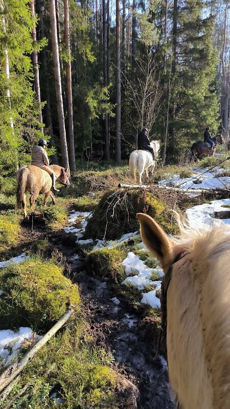 Прогулка. - Ольга 