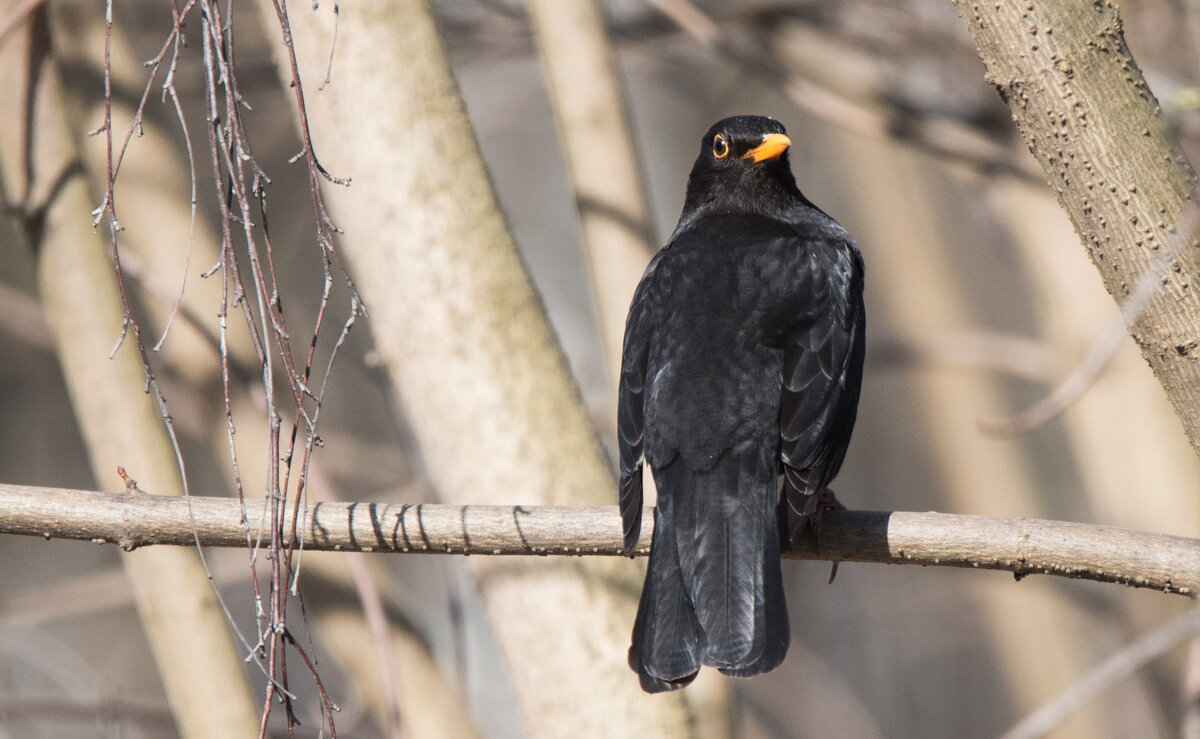 Черный дрозд. - Владимир Безбородов