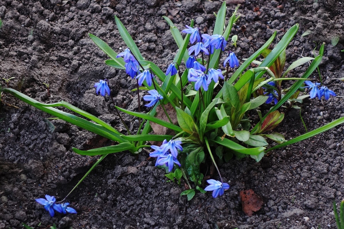 Пролеска - Рита Симонова