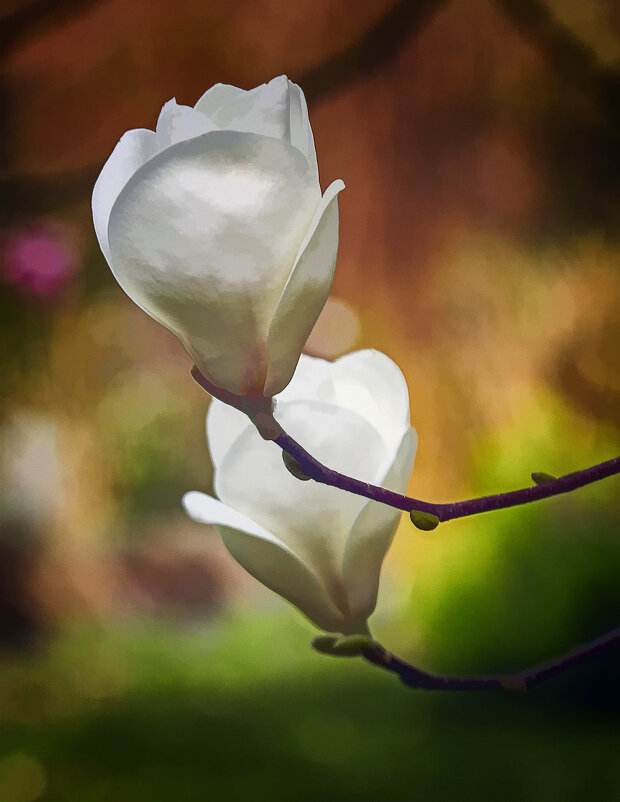 Бокалы магнолии - Андроник Александр 