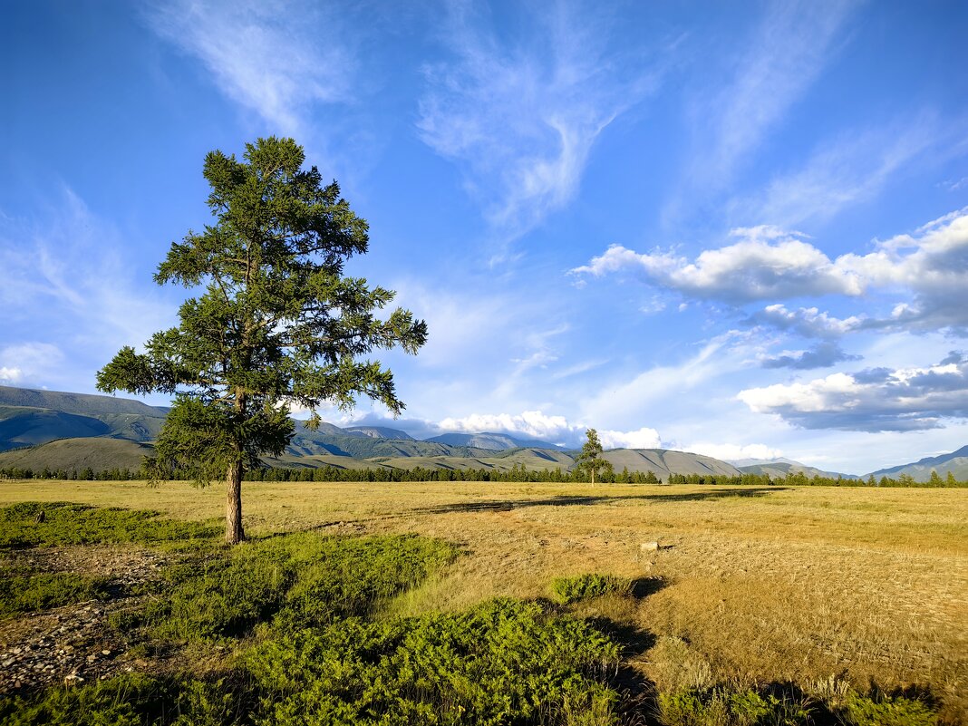 Можжевельник и лиственница - Галина Козлова 