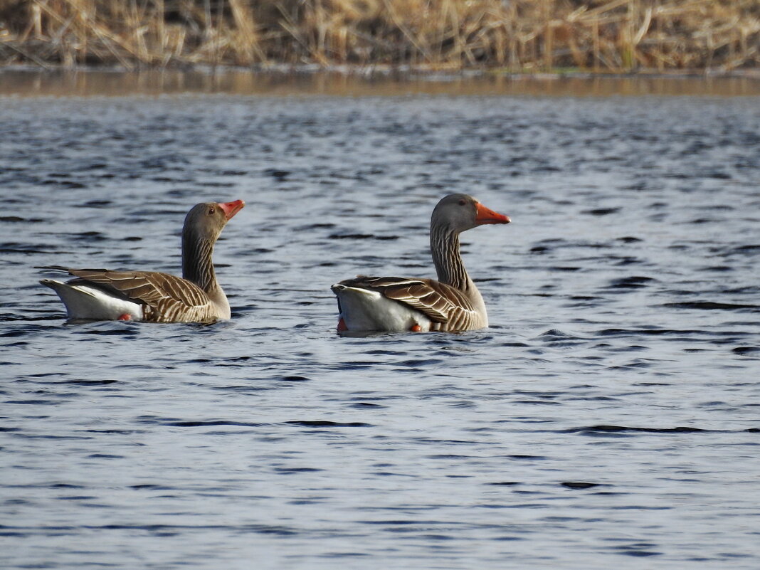 весна.гуси - ИННА ПОРОХОВА весна.гуси - ИННА ПОРОХОВА
