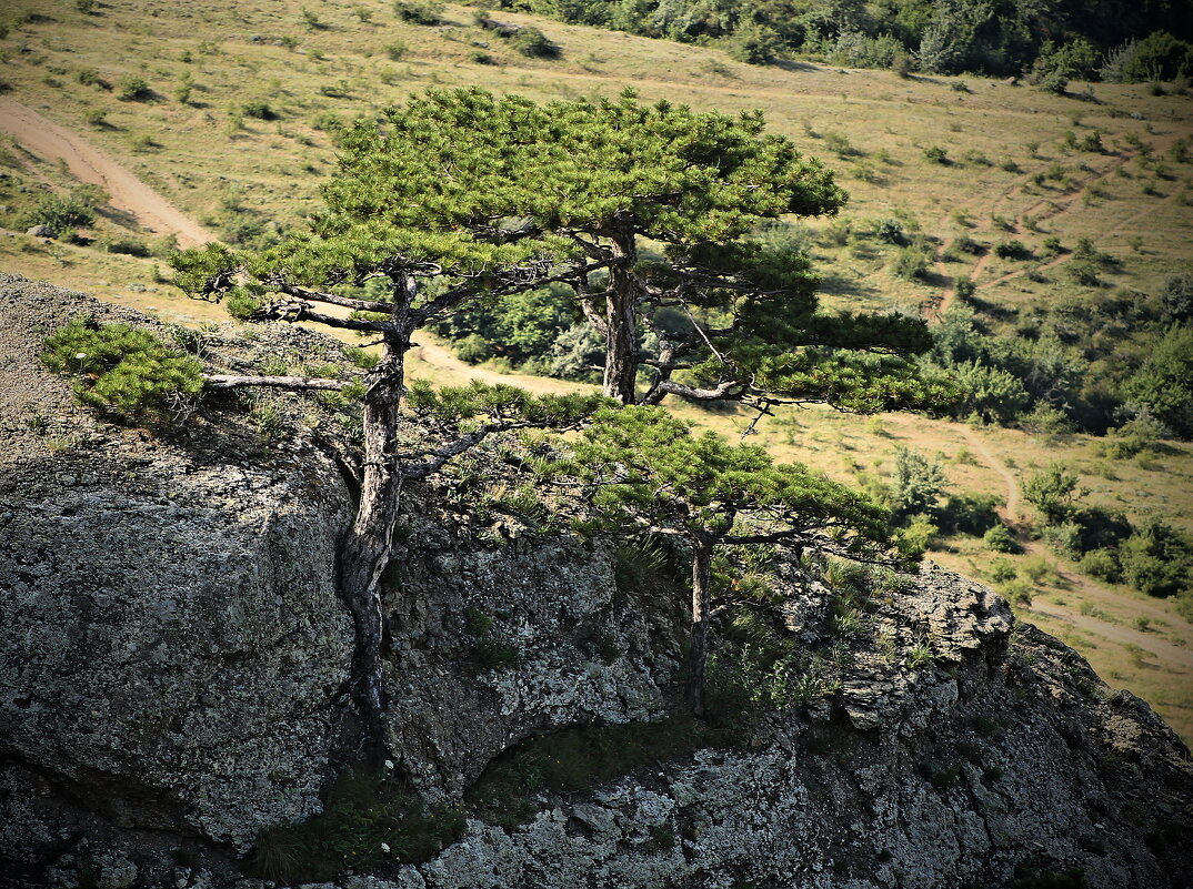 ..и на камнях растут деревья... - Александр Герасенков