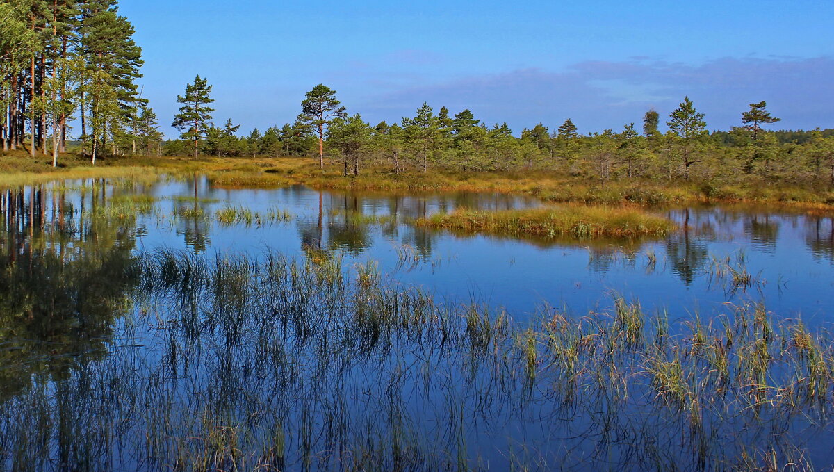 Фрагменты в любимом лесу .. - Татьян@ Ивановна Фрагменты в любимом лесу .. - Татьян@ Ивановна