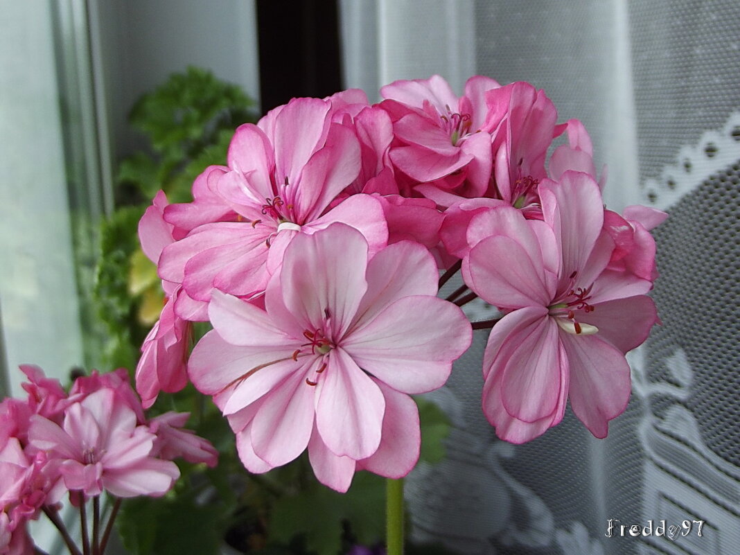 Герань - Freddy 97