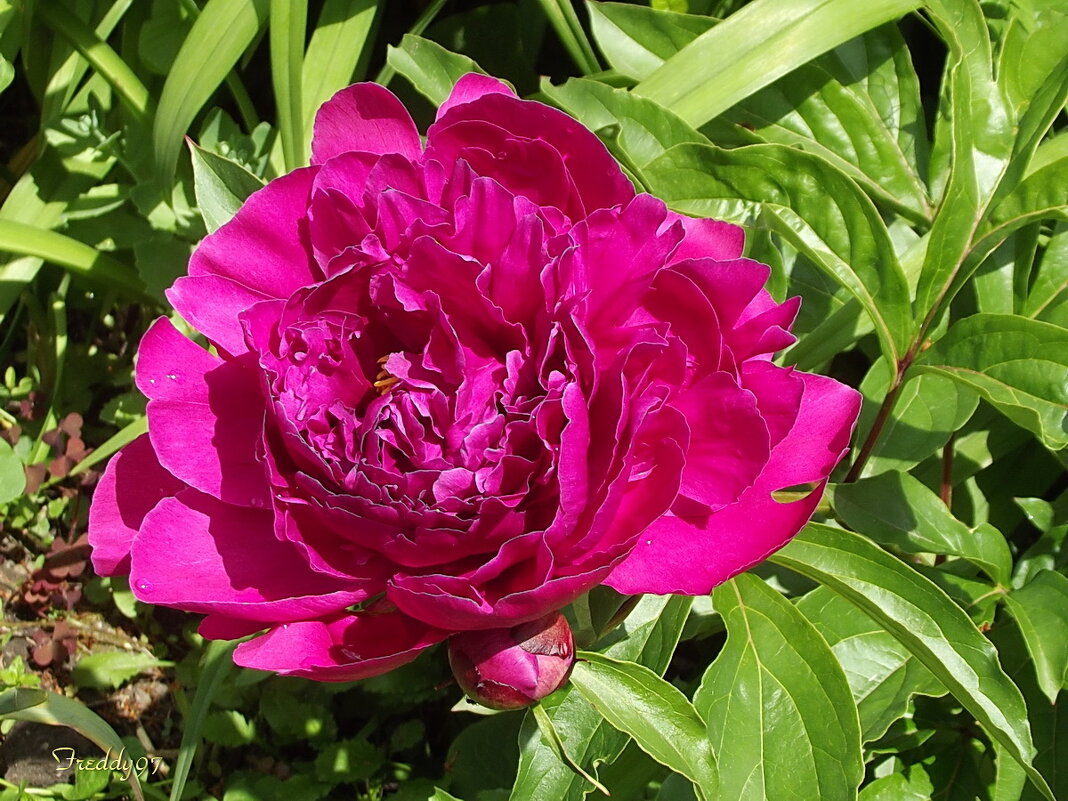 Пион - Freddy 97 Пион - Freddy 97