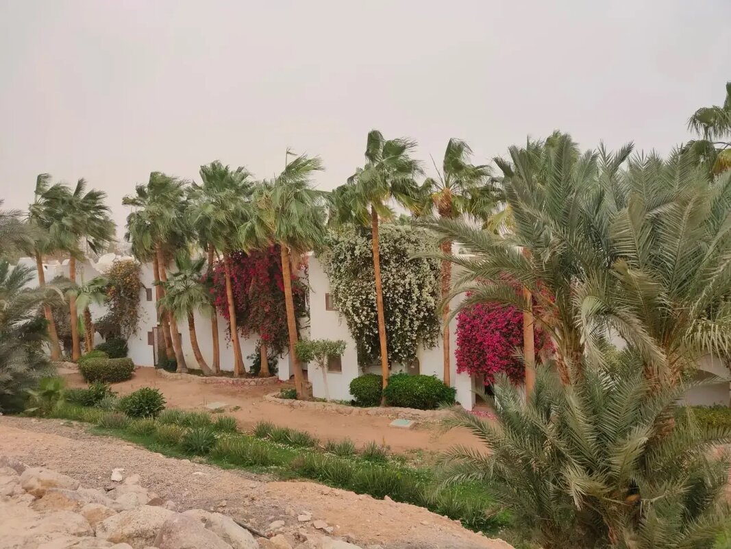 Египет. Шарм-эль-Шейх - Ирэн 