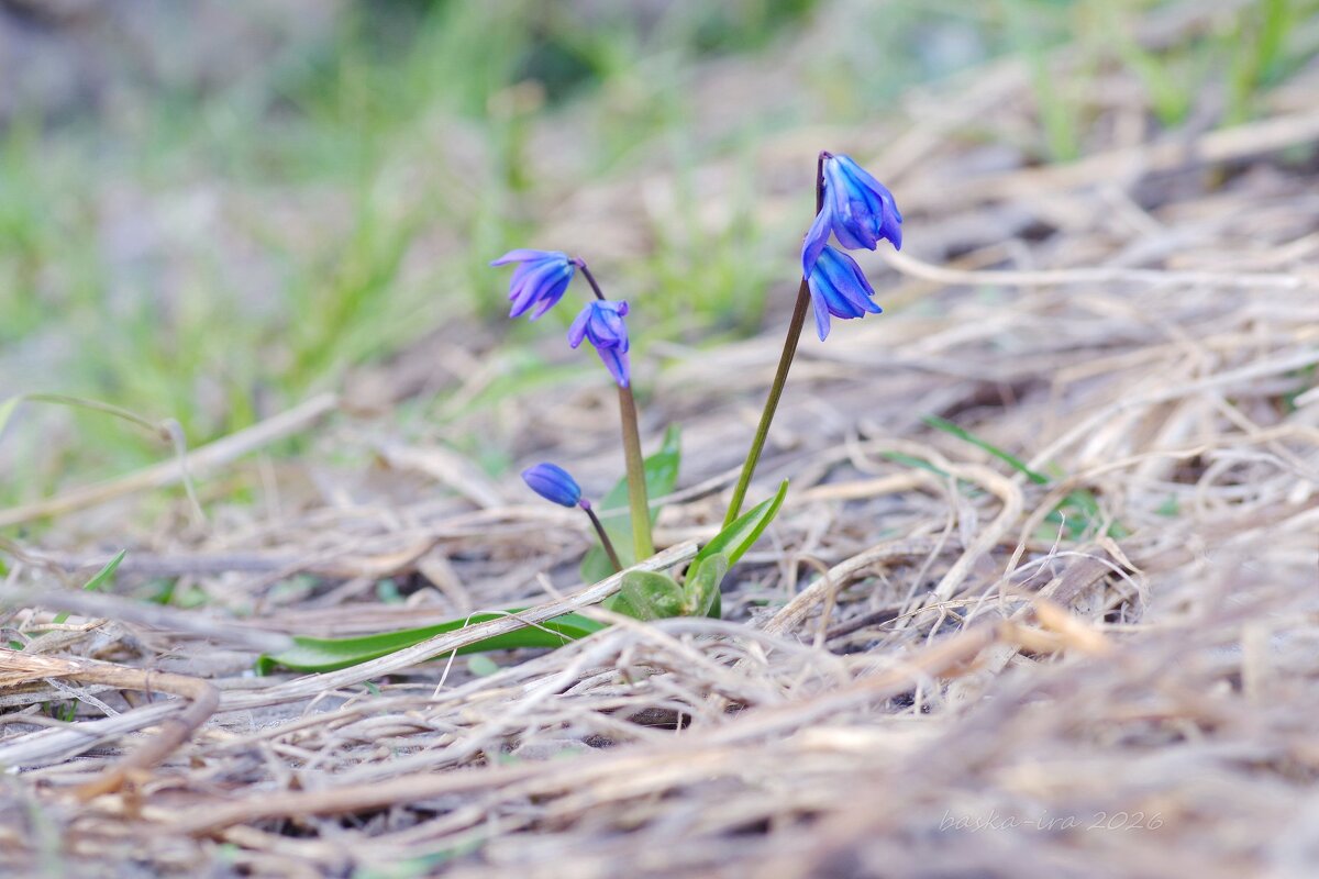 Первенцы весны - Ирина Баскакова
