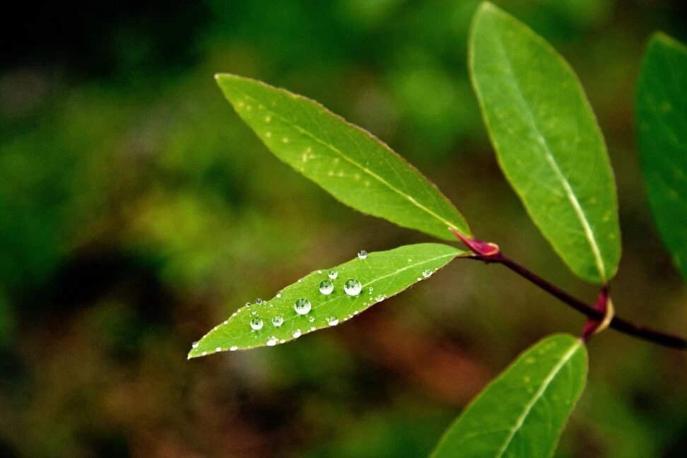 Капли - Виктор Фоменко