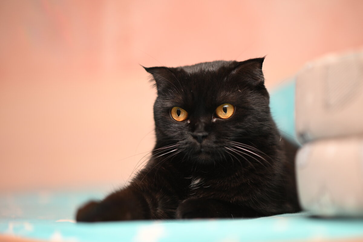 Маруся - Вячеслав Дроздов Маруся - Вячеслав Дроздов