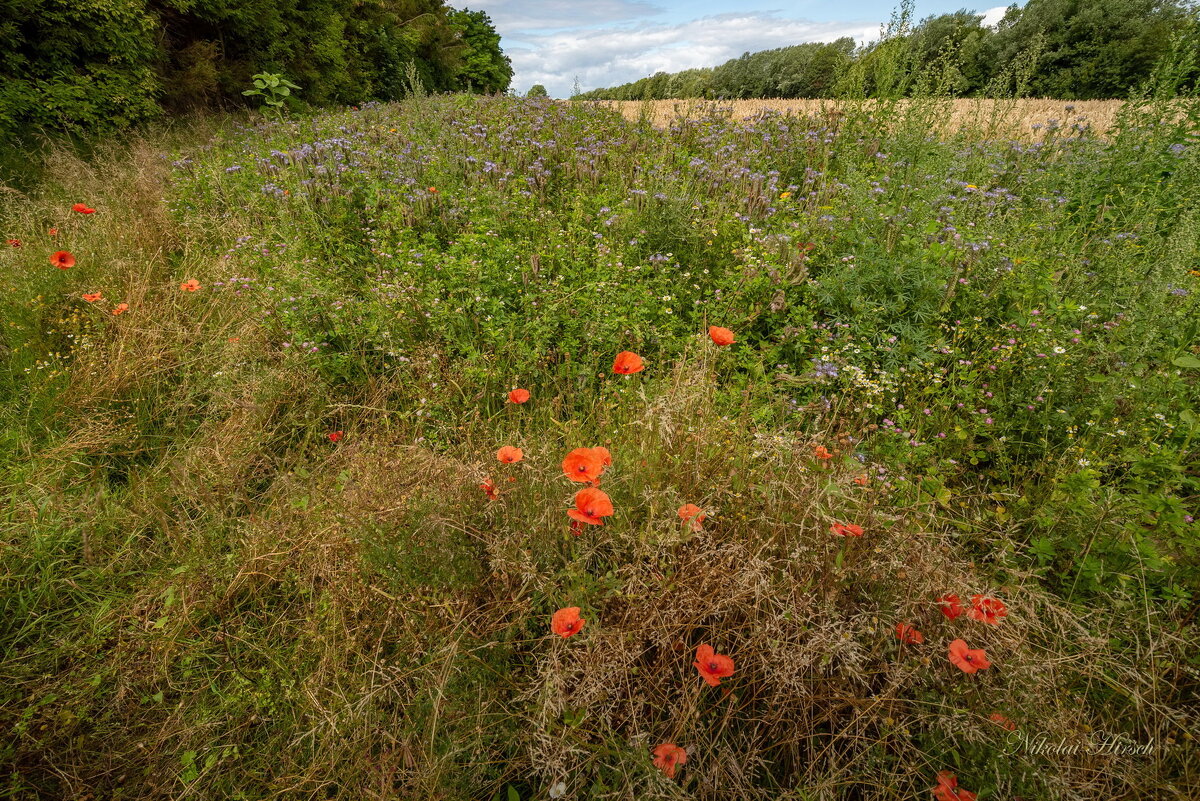 Разнотравье... - Николай Гирш Разнотравье... - Николай Гирш