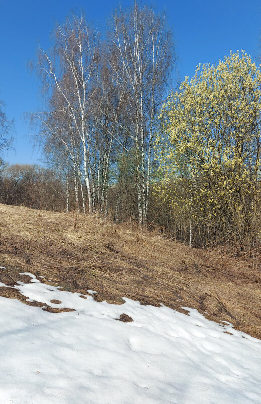 Весна. - Владимир Безбородов