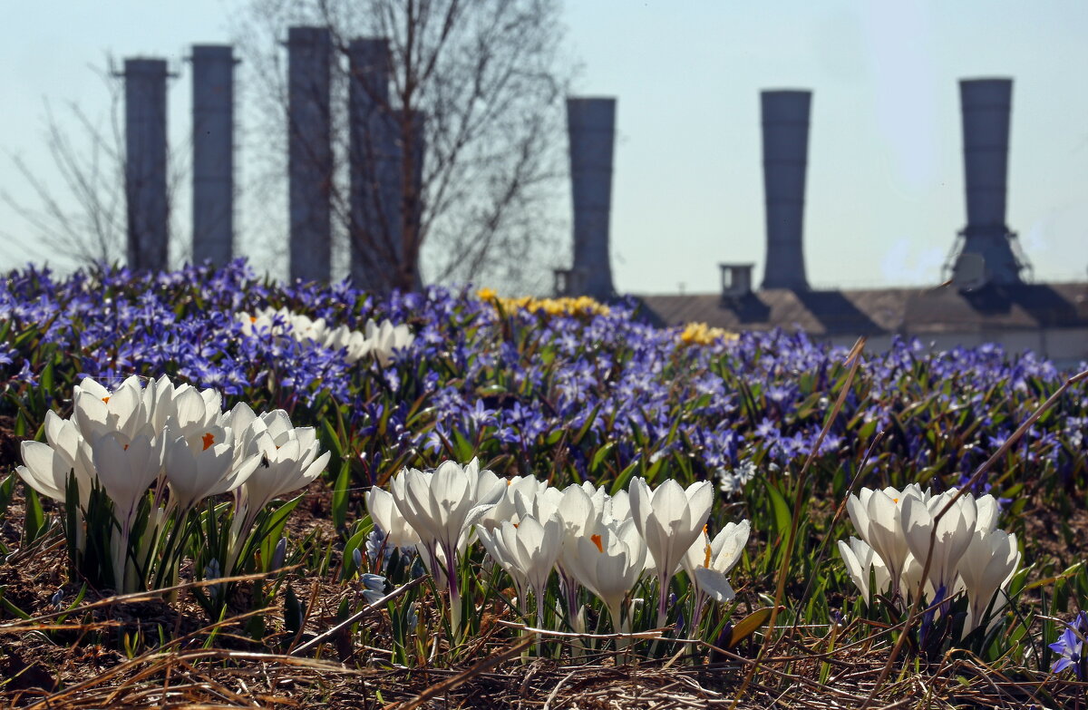 Зарядье 29 марта - Михаил Бибичков