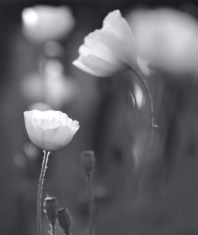 Мелодия дождя - Марина Фомина. Мелодия дождя - Марина Фомина.