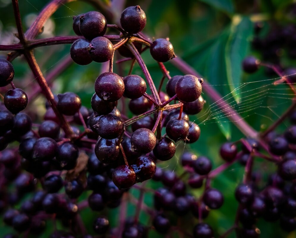 Ягоды бузины - Лилия 