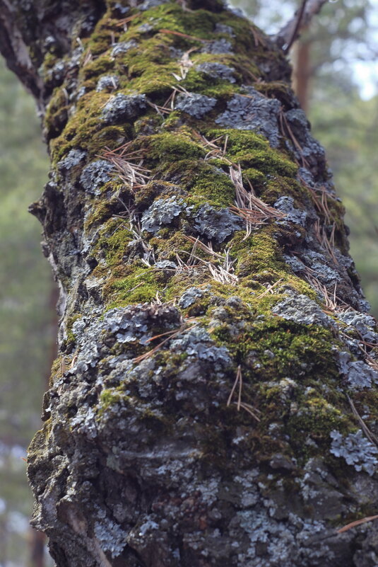 Ствол берёзы. - Александр Николаев Ствол берёзы. - Александр Николаев