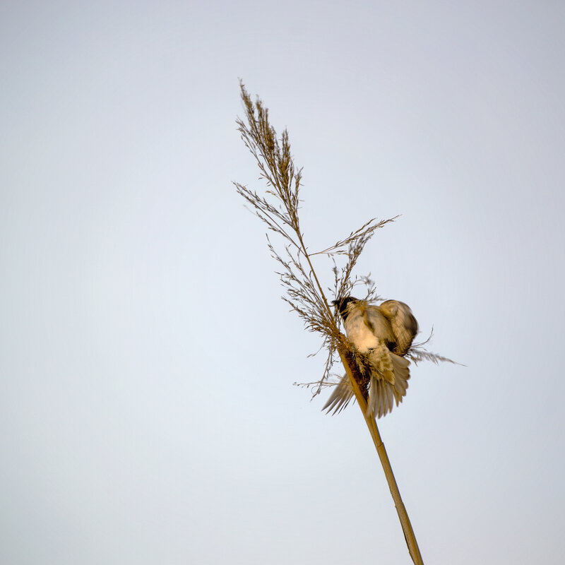 *** - Игорь Протасов