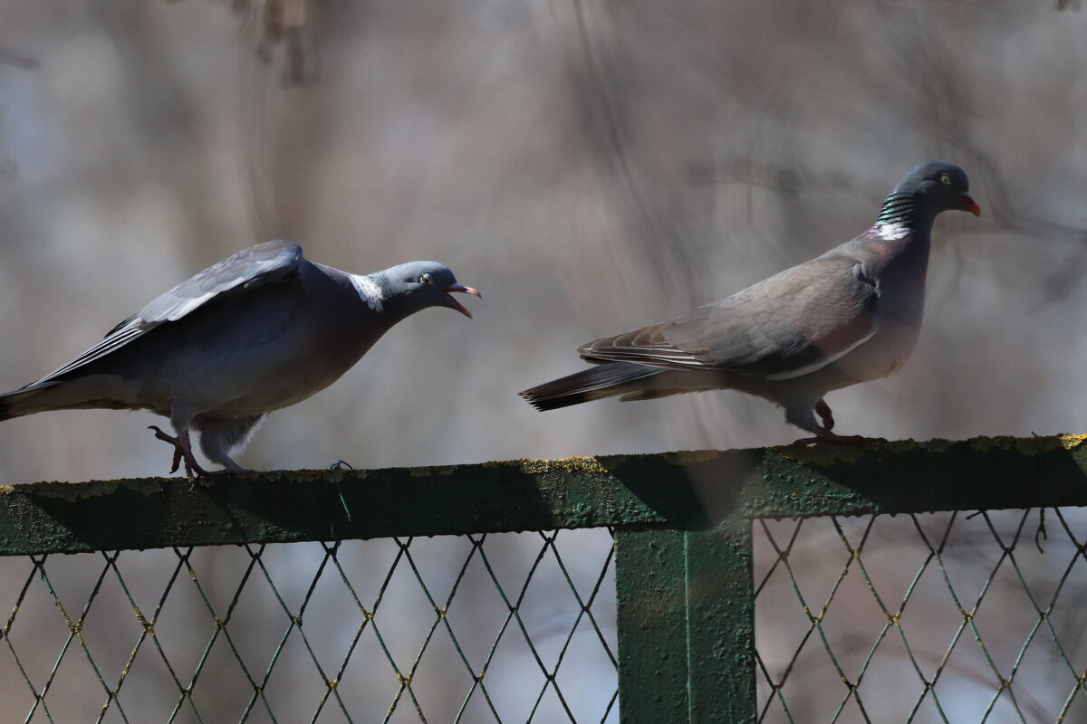 А ну стоять, куда пошла? - Елена Иванкина