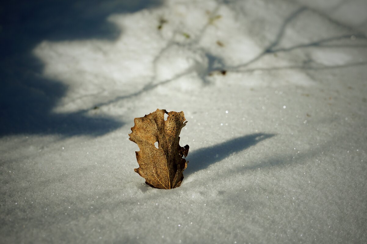зимние сказки - Андрей Литов зимние сказки - Андрей Литов