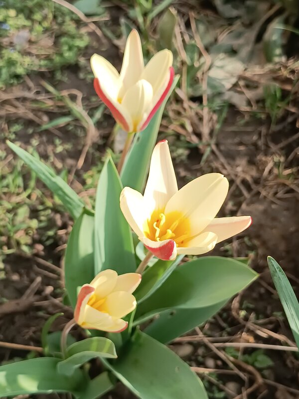 Тюльпаны первые цветы  - Слава Коломойцев