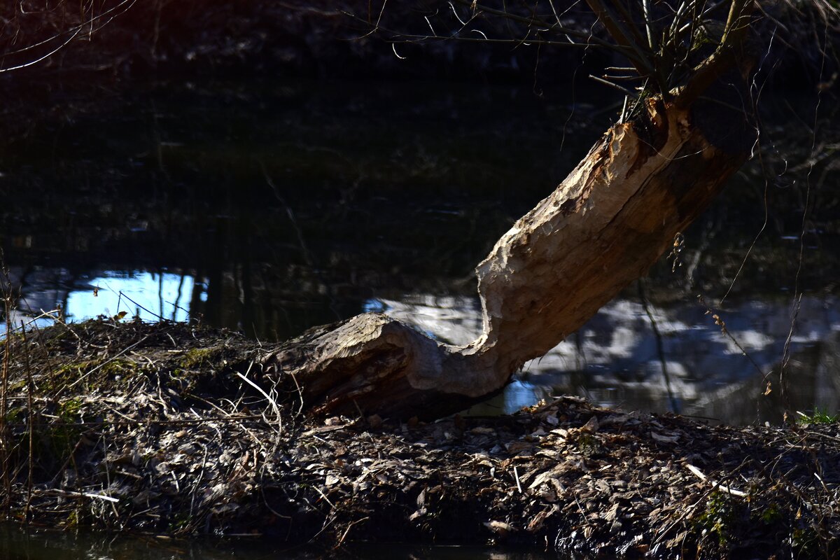Не доел. Не по зубам. - Наталья Вязигина Не доел. Не по зубам. - Наталья Вязигина
