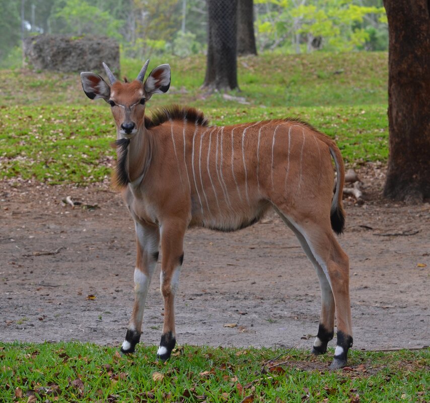 Антилопа Канна - Таня Фиалка