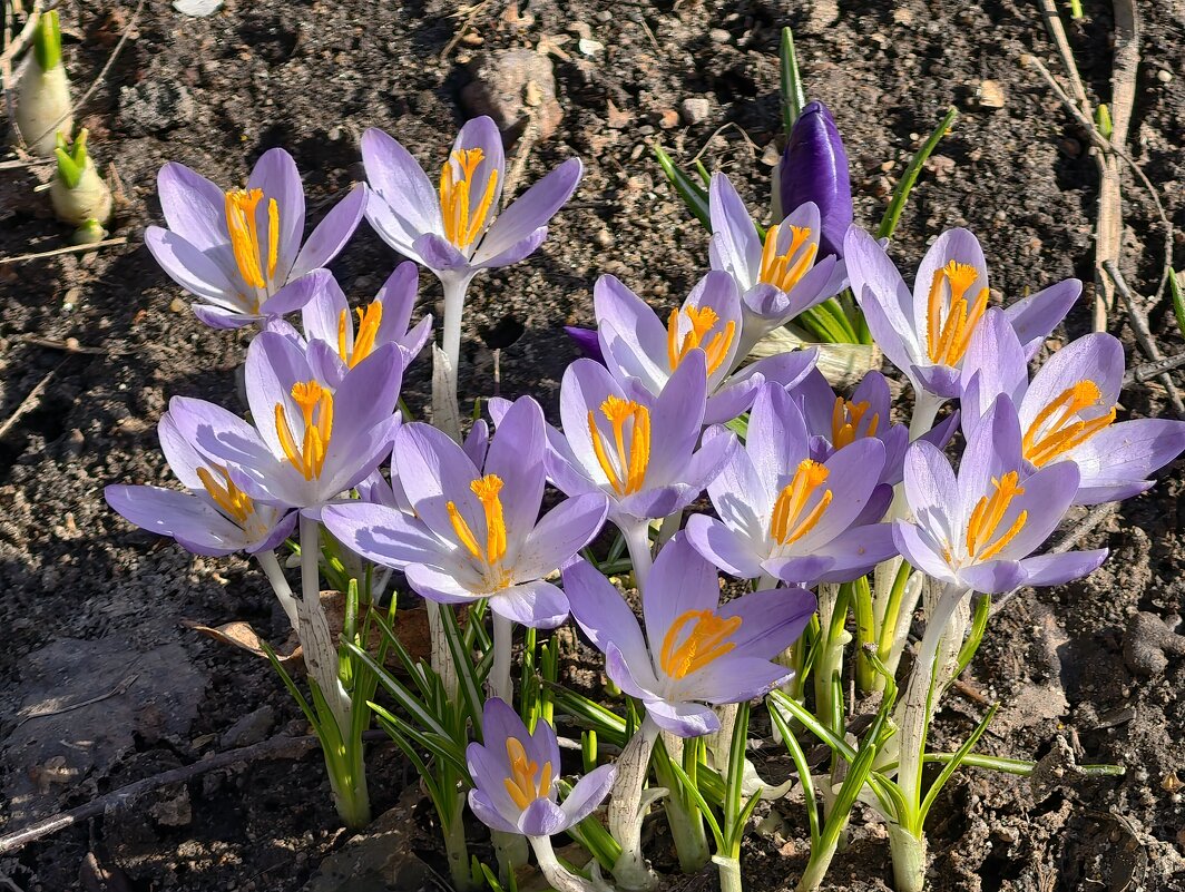Первые крокусы расцвели в Царицыне - <<< Наташа >>>