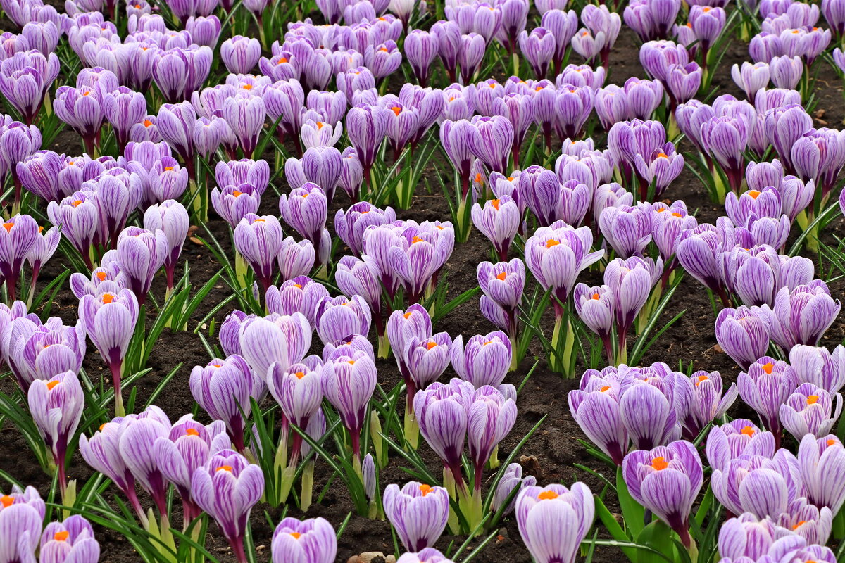 *** - Игорь Kуленко *** - Игорь Kуленко