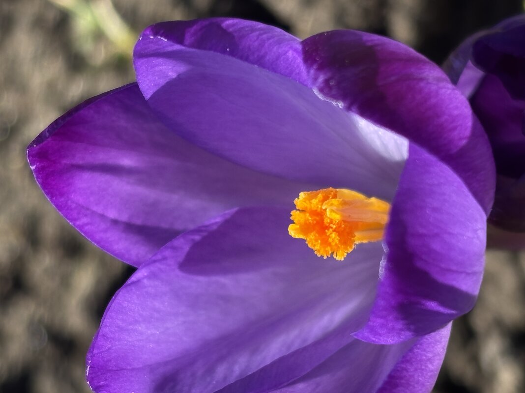 Крокус - Ольга Савельева 