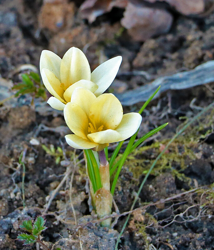 Весна идет - первые крокусы! - Светлана Весна идет - первые крокусы! - Светлана
