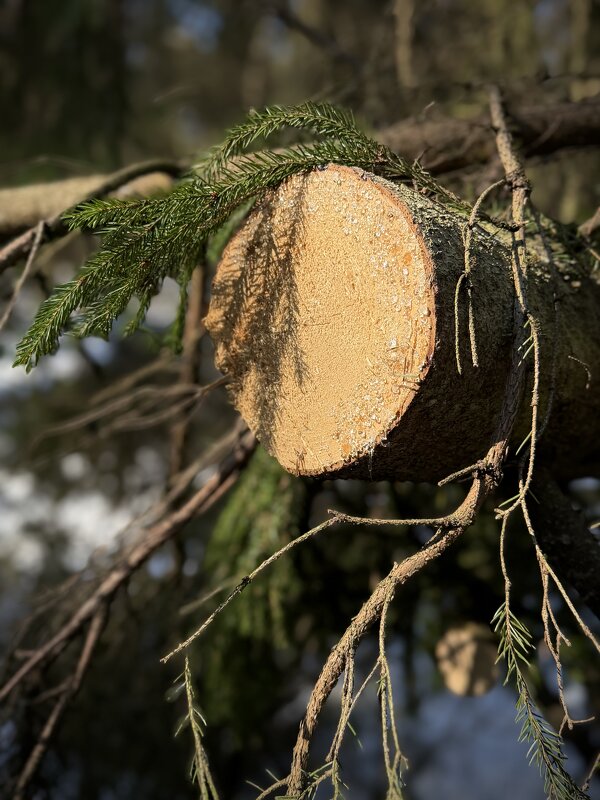 Смоляной спил. Аромотерапия) - Любовь Смоляной спил. Аромотерапия) - Любовь