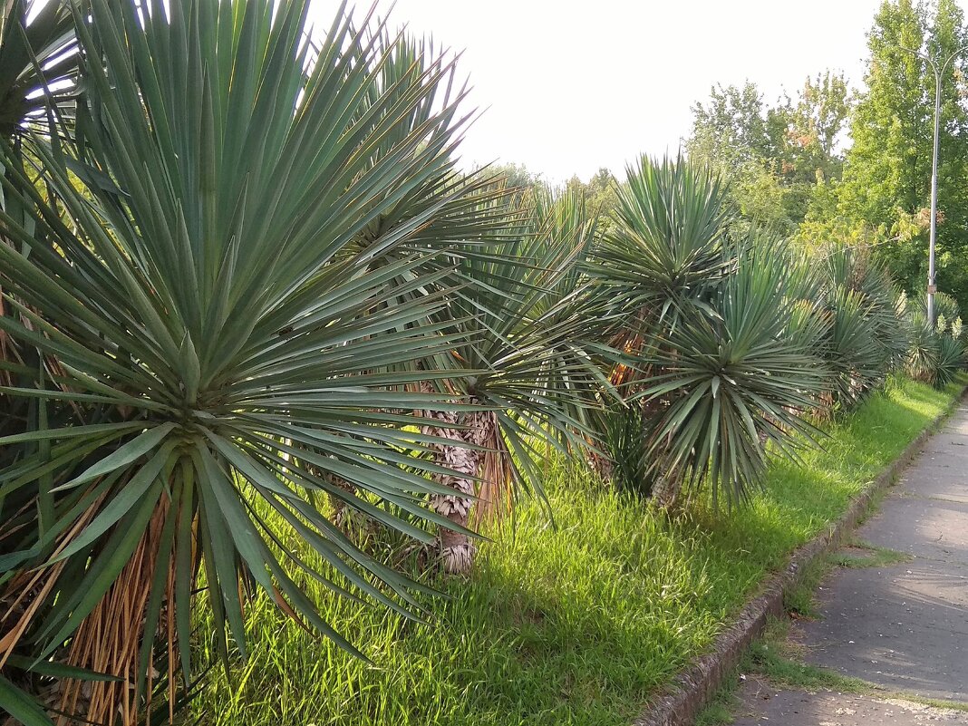 Сочи, пальмы - Фотогруппа Весна