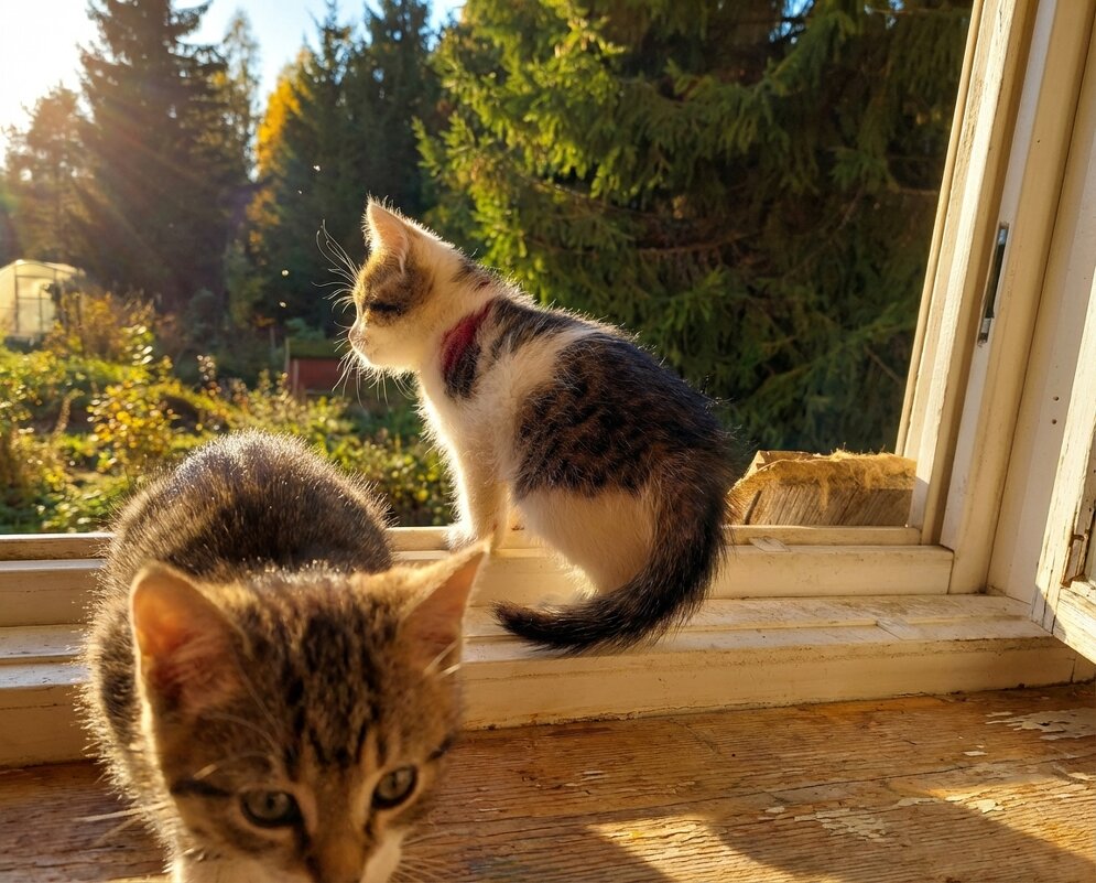 Котята на окне - Лилия 